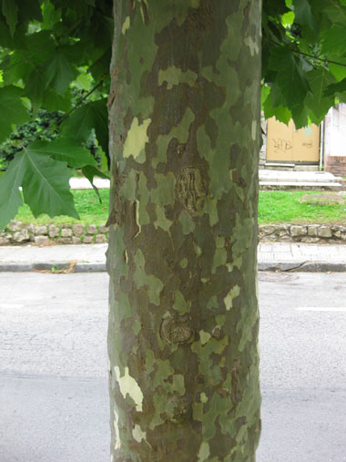 stubby tree's bark